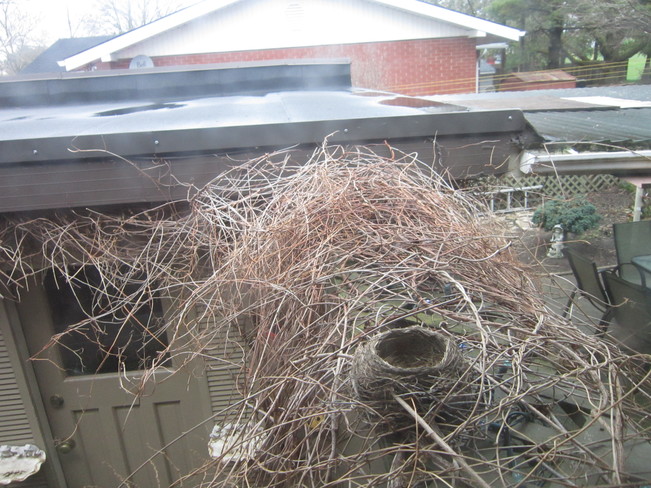 bird nest Hanover, Ontario Canada
