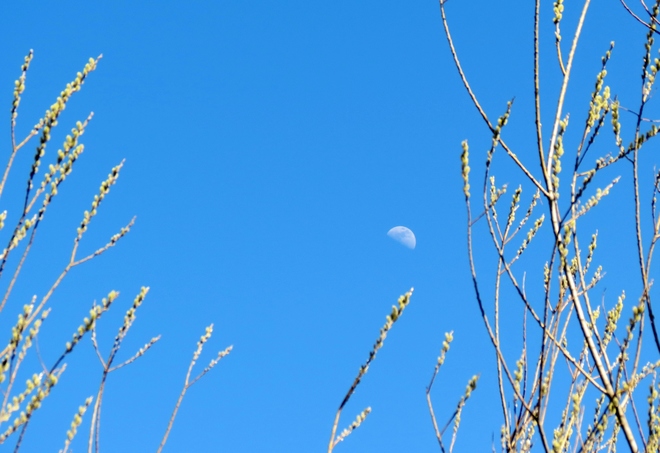 Afternoon Moon Moncton, New Brunswick Canada