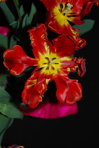 flower Penticton, British Columbia Canada
