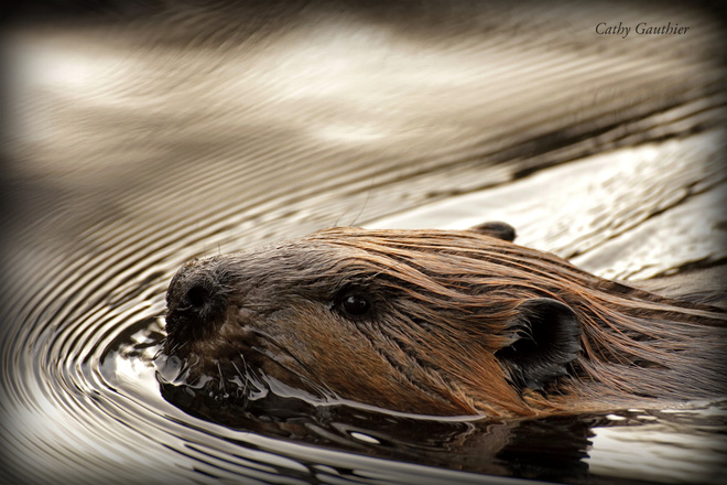 An industrious beaver. Magnetawan, Ontario Canada