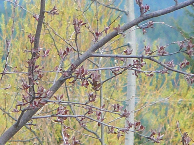 crabapple tree Quesnel, British Columbia Canada