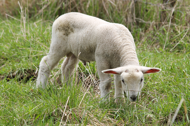 Little Lamb Kingston, Ontario Canada