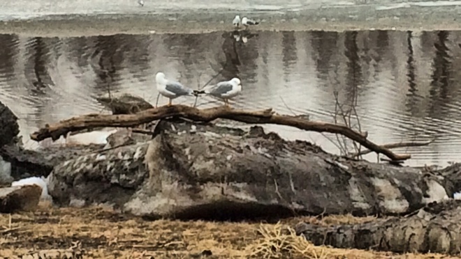 seagulls being seagulls. Fort McMurray, Alberta Canada