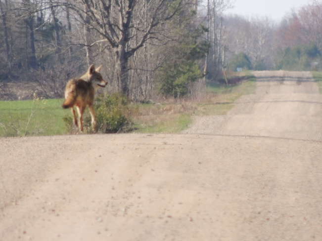 Coyote on the road Orangeville, Ontario Canada