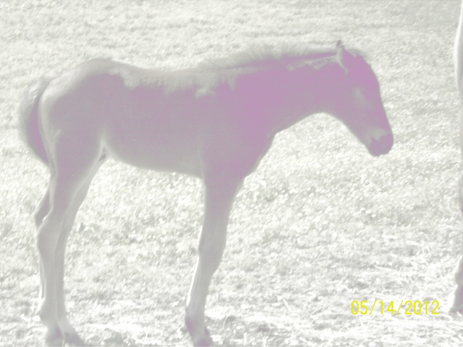 Baby Horse New Tripoli, Pennsylvania United States