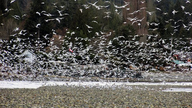 Spot the dove. Qualicum Beach, British Columbia Canada
