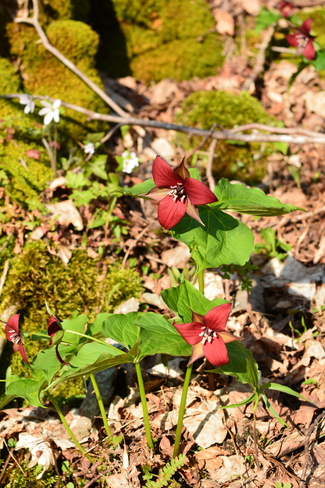 Spring flowers Wiarton, Ontario Canada