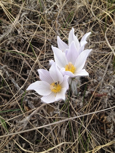 first signs of spring Leask, Saskatchewan Canada