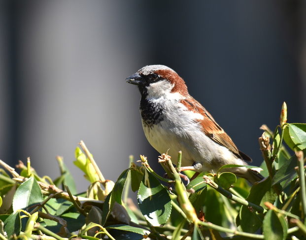 Sparrow Oakville, Ontario Canada
