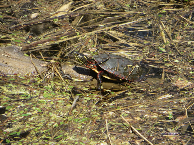 Turtle Ottawa, Ontario Canada
