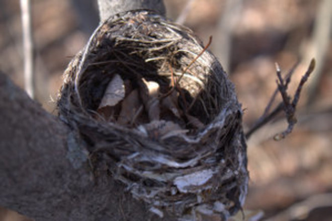 "empty nest" Timmins, Ontario Canada