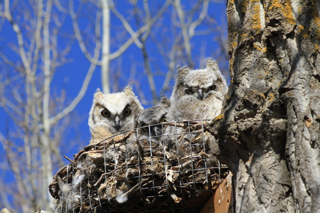 Young owls in nest Edmonton, Alberta Canada