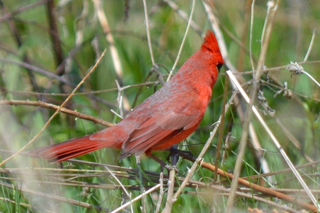 Male Cardinal! St. Catharines, Ontario Canada