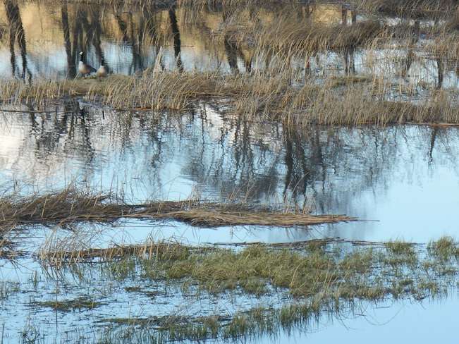Wetland Reflection Lethbridge, Alberta Canada