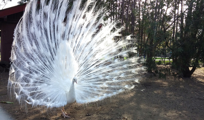 Peacock Waterloo, Ontario Canada