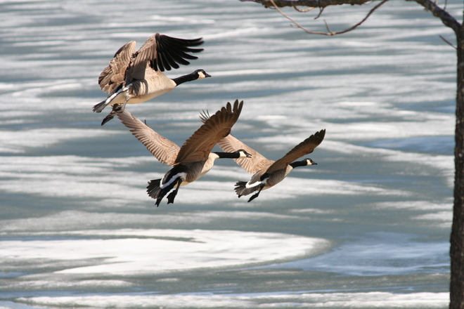 Geese over frozen lake Kenora, Ontario Canada