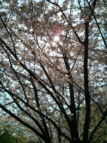Cherry blossoms at the University of Toronto Toronto, Ontario Canada
