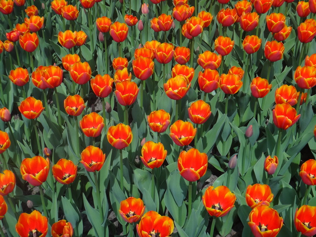 Tulips. Toronto, Ontario Canada