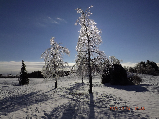 ice tree Scarborough, Ontario Canada