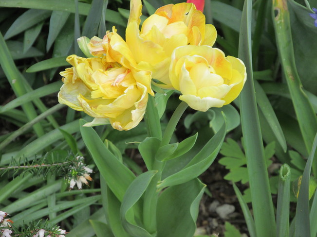 tulip - 3 flowers on 1 stem Surrey, British Columbia Canada