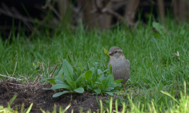Little Sparrow Brampton, Ontario Canada