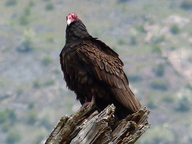 Turkey vulture Grand Forks, British Columbia Canada