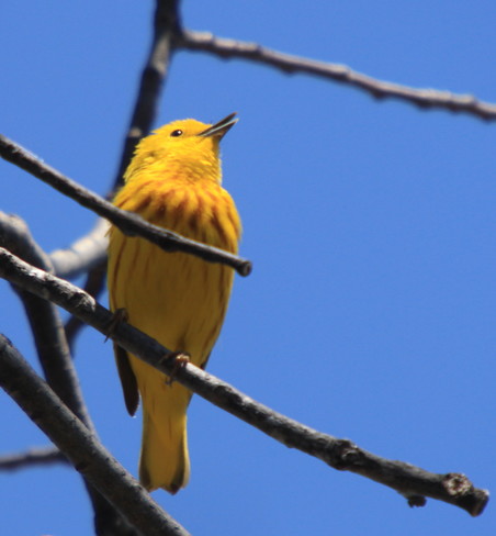 Yellow Warbler Ottawa, ON