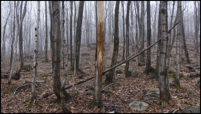 Esten Rd. bark bare tree in the rain. Elliot Lake, Ontario Canada
