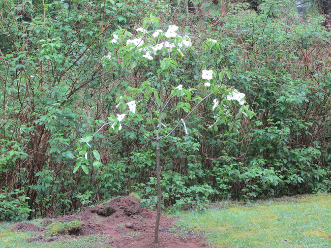 dogwood planted by the children Surrey, British Columbia Canada