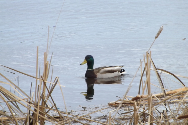 beautiful duck Thunder Bay, Ontario Canada