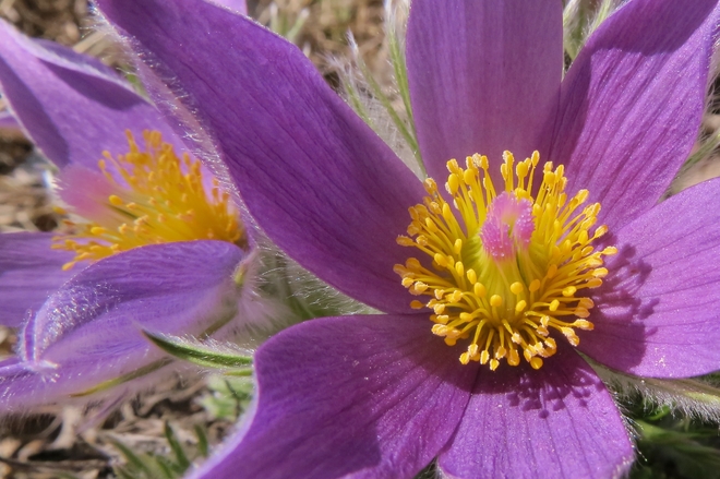 Another Spring Flower Vanscoy, Saskatchewan Canada