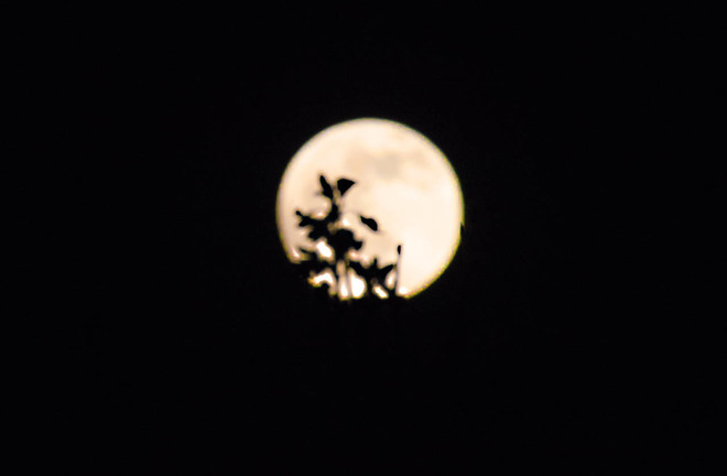 Fulll Moon Abovr the Treetops Lethbridge, Alberta Canada