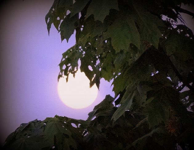 The full moon is cradled by maple leaves Royston, British Columbia Canada