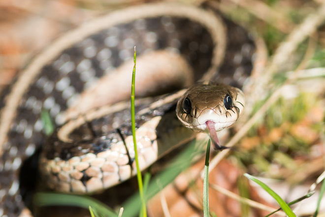 Garter Snake at Lemoines Point Kingston, Ontario Canada