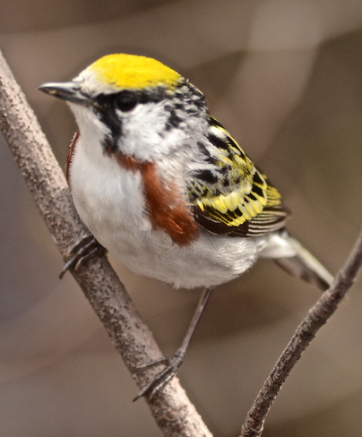 Chestnut-sided warbler Point Pelee, Ontario Canada