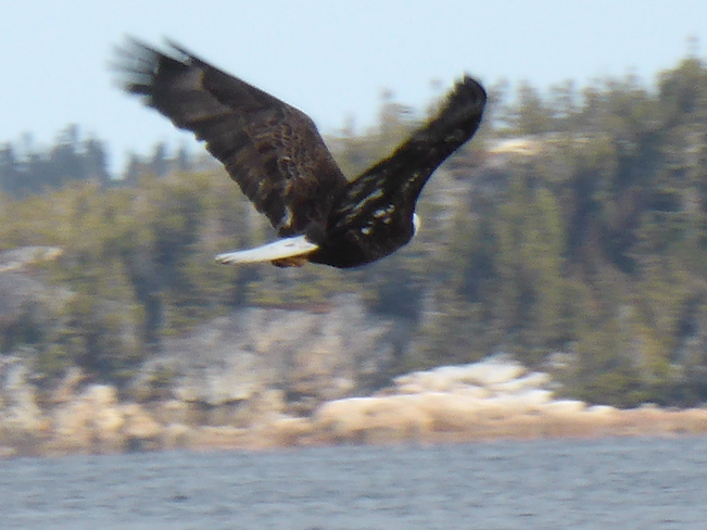 Eagle In Flight Birchy Bay, Newfoundland and Labrador Canada
