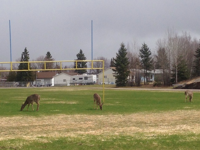 Deer ready for football season Dryden, Ontario Canada