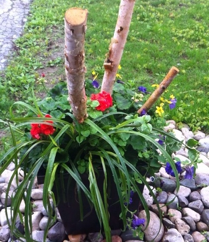 May Showers Bring June Flowers Kitchener, Ontario Canada