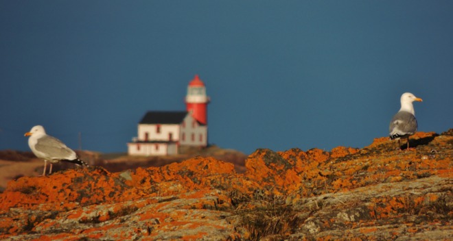 Lighthouse in background. St. John's, Newfoundland and Labrador Canada