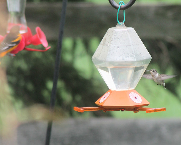 Baltimore Oriole and Ruby-throated Hummingbird feeder switch! Yarker, Ontario Canada