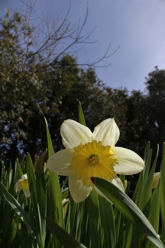 daffodil Seaforth, Ontario Canada
