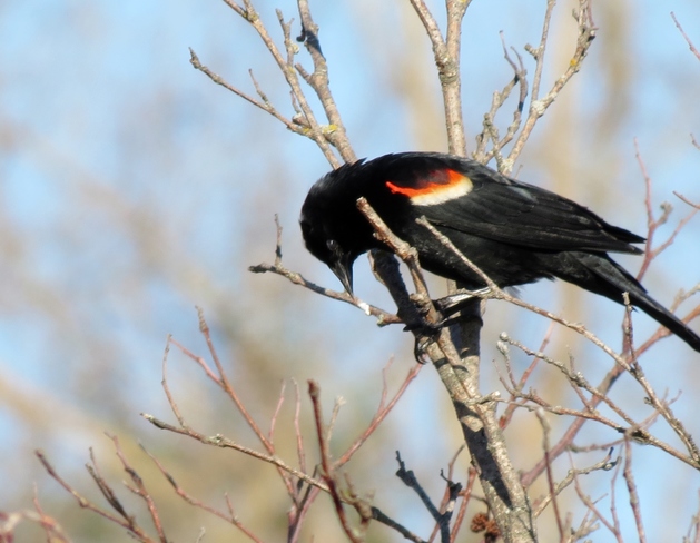 Pretty Red-winged Blackbird Sackville, New Brunswick Canada