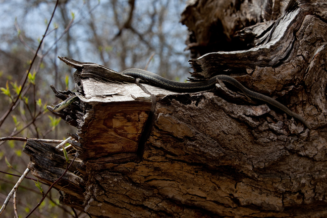 Tree Snake 