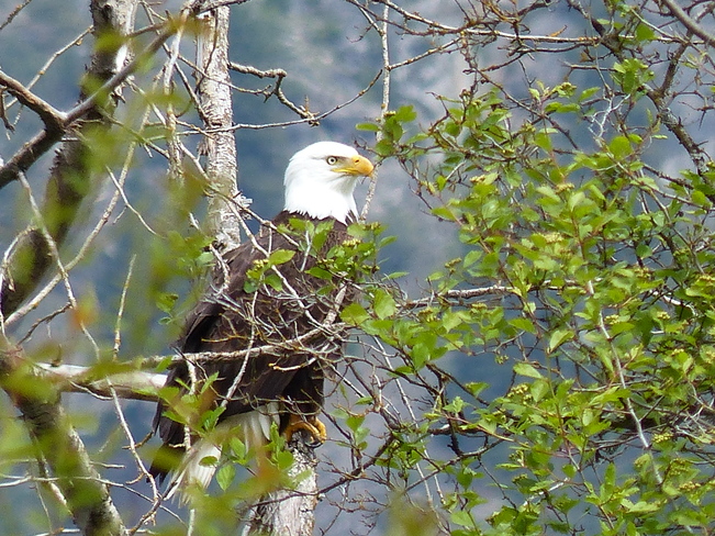 Bald eagle on the hunt Grand Forks, British Columbia Canada