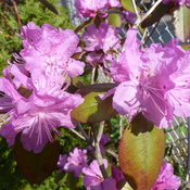 Mon Rhododendron