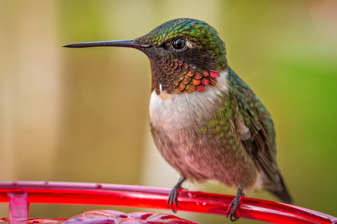 Hummingbird Thornbury, Ontario Canada