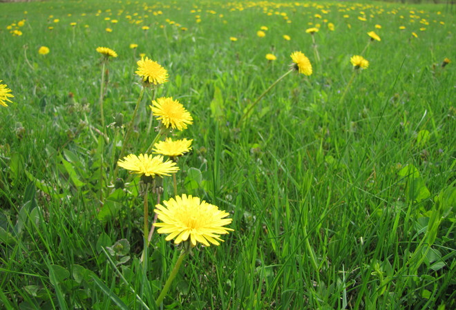 Dandelion Field Cornwall, Ontario Canada
