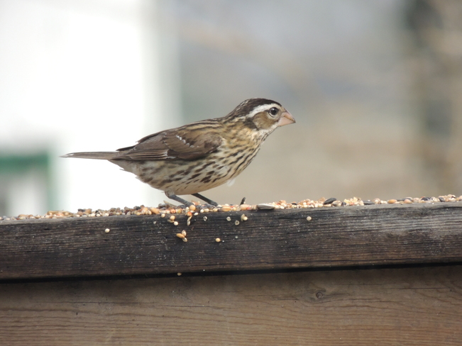 More of yesterday's birds Nanticoke, Ontario, Canada