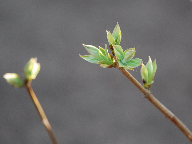 First Leaves of my Lilac Brandon, MB R7A, Canada