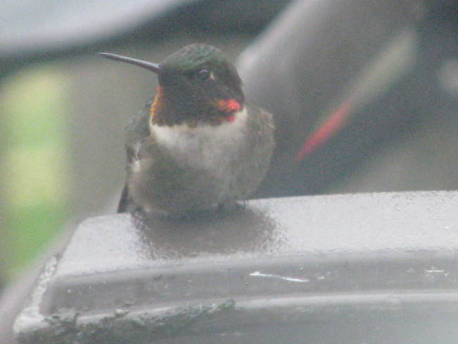 the humming bird Maces Bay Road, Maces Bay, NB
